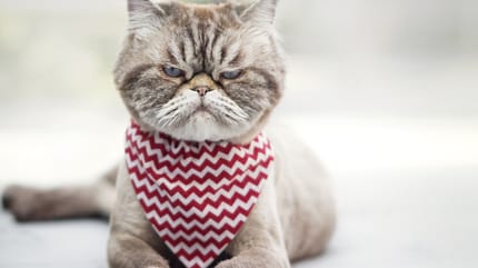 gatto con foulard arrabbiato