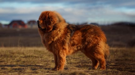 Foto del perro mastín tibetano más caro del mundo