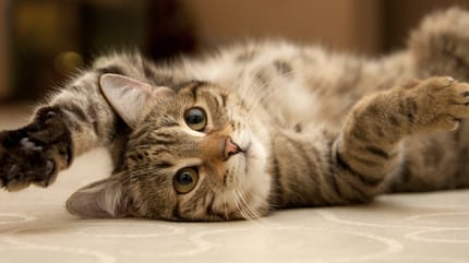 ciekawostki o kotach