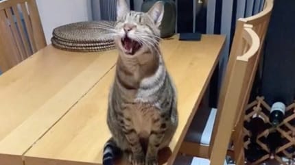 Katze auf Tisch