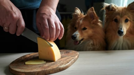 Due sheltie aspettano un pezzo di formaggio