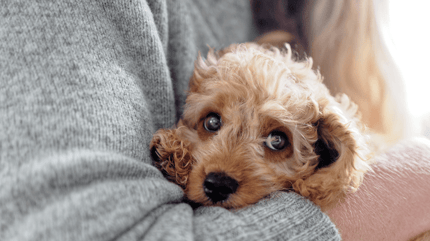 cockapoo puppy in owner's arms
