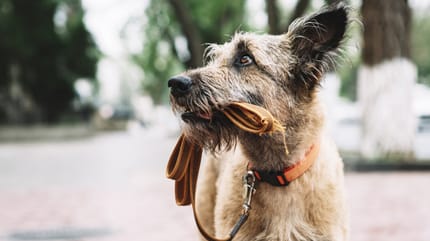 Perro perdido con microchip en Chile