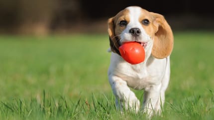 iniziare ad educare un cucciolo di cane