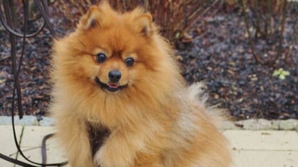 volpino di pomerania color caramello