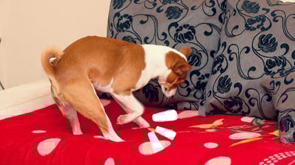 perro rascando la cama