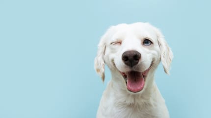 Expresiones faciales de los perros: perro guiñando un ojo
