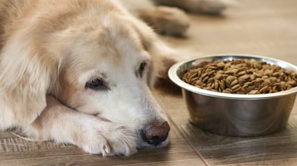 cane malato di tumore con ciotola di crocchette accanto