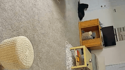 black labrador lying down next to front door