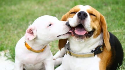 Twee mooie hondenrassen: Border Collie en Rough Collie