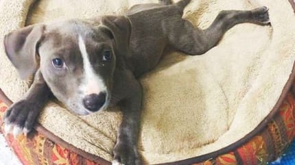 perro con sindrome del cachorro nadador