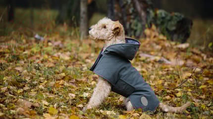 Beiger Hund sitzt mit Regenjacke im Herbstlaub