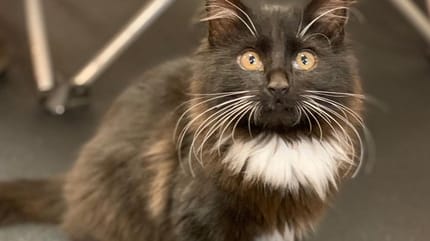 Schwarz-weiße Katze