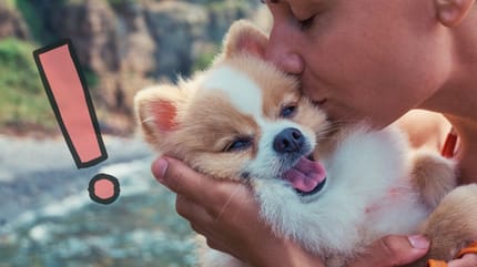 San Valentín animales