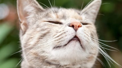 Narząd Jacobsona – czym jest i do czego służy?