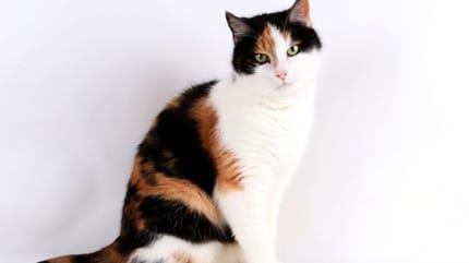 Calico cat