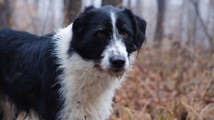 Hund auf einem Wald-Spaziergang.