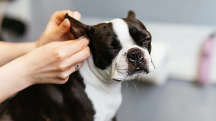 cane che si fa pulire le orecchie