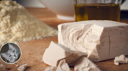 lievito di birra e gatto