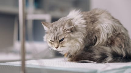 pozycja bólowa u kota