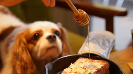 Pies i miód