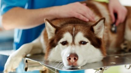 Hundekrankheiten: Hund bei Tierarzt