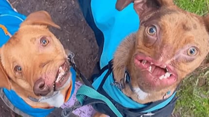 Zwei entstellte Hunde