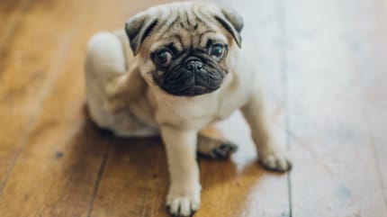 Lozione anti prurito per cani