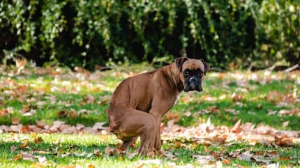 cane boxer fa cacca in giardino