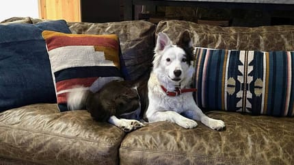 Pies do bydła Skittles