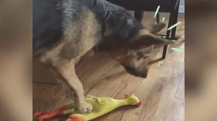 pastore tedesco calpesta un pollo di gomma