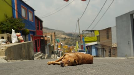 Perro colombiano con nombre colombiano