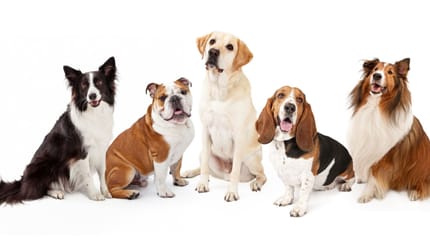 różne rasy psów FCI