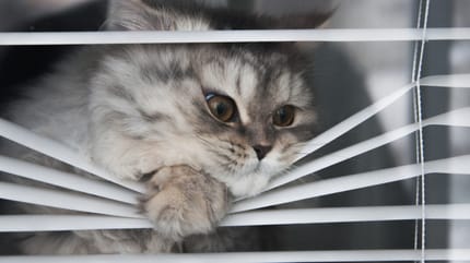 gato con ansiedad por separacion en la ventana