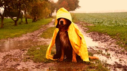 afecta la calima a los perros