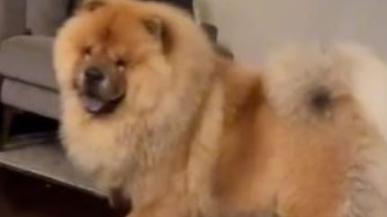 Chow Chow with dark spot on chest