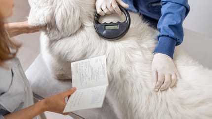 Perro con certificado de salud en Colombia