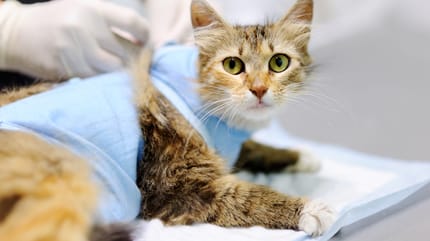 Imagen de una gata luego de ser esterilizada