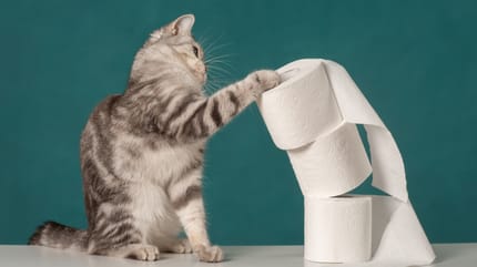 stitichezza nel gatto: gatto tocca carta igienica
