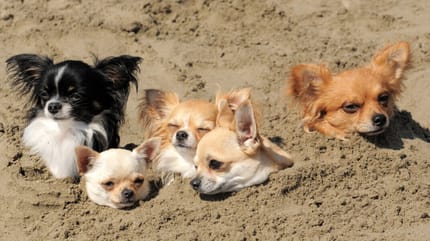 Im Sand begrabene Chihuahuas