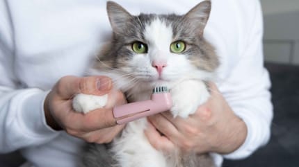 Gato lavándose los dientes