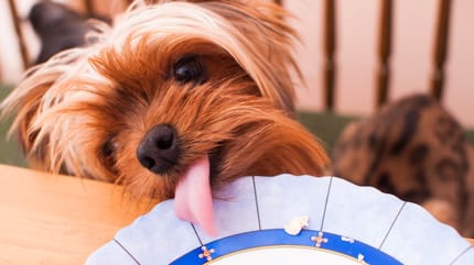 mi perro no me hace caso cuando lo suelto