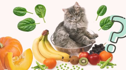 frutas y verduras que pueden comer los gatos