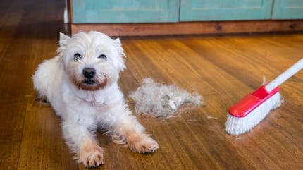 Hundehaare auf dem Fußboden