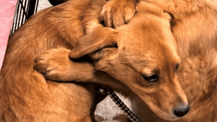 blue tarp made into makeshift shed