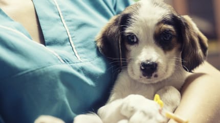 Welpe mit sechs Beinen steht vor Frau