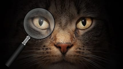 gato atigrado misterioso en la oscuridad