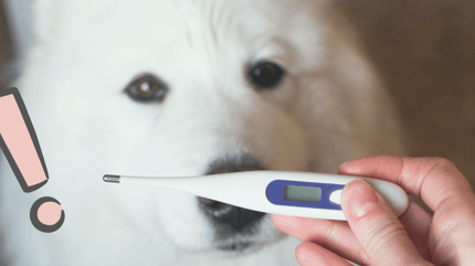 como quitar la fiebre a un perro