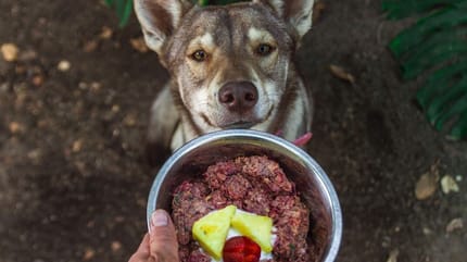 Husky krijgt een kom BARF hondenvoer