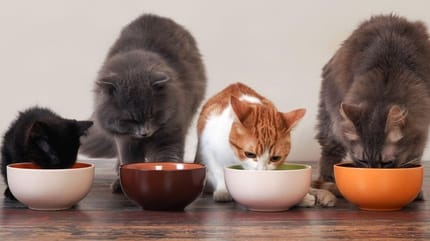 Kat eet kattenbrokken